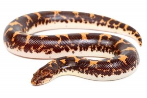 Eryx (Gongylophis) colubrinus loveridgei, adulte